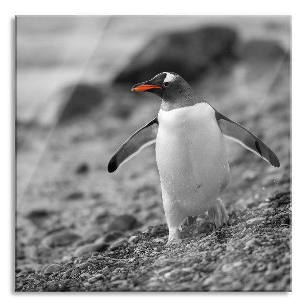 Pinguin am Steinstrand, Glasbild Quadratisch Im Angebot