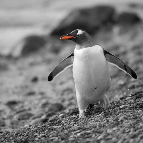 Pinguin am Steinstrand, Glasbild Quadratisch Im Angebot – Bild 5
