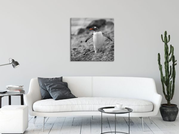 Pinguin am Steinstrand, Glasbild Quadratisch Im Angebot – Bild 2