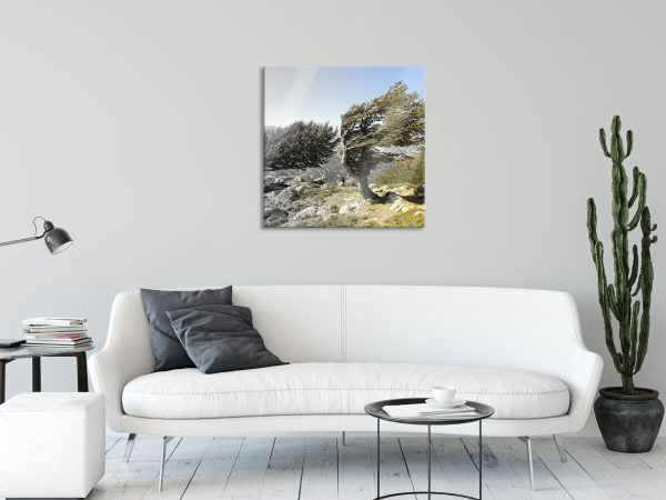 Alter Schiefer Baum in den Bergen, Glasbild Quadratisch Mode – Bild 2
