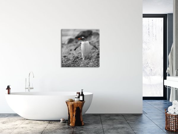 Pinguin am Steinstrand, Glasbild Quadratisch Im Angebot – Bild 4